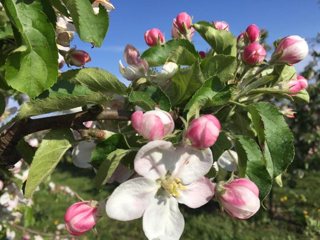 Fewo Blankenese Im Haus Luehegarten Grünendeich Eksteriør billede